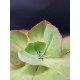 Echeveria  "Gigantea rose & purpus "  12,5