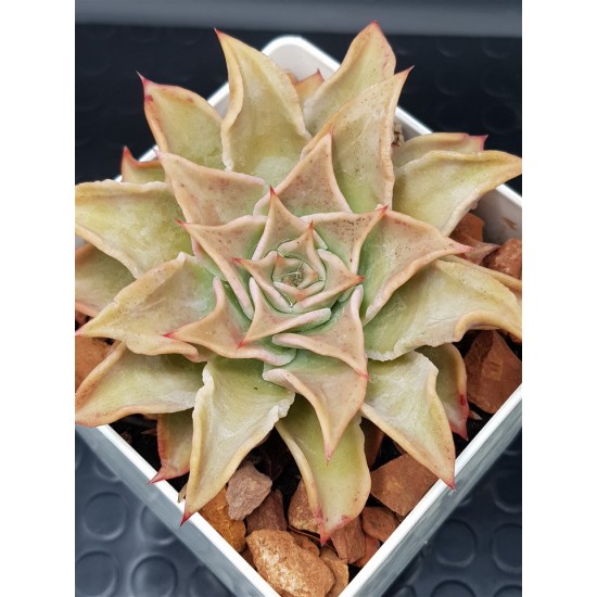 Echeveria " madiba "  ( μοναδικό φυτό -unique )