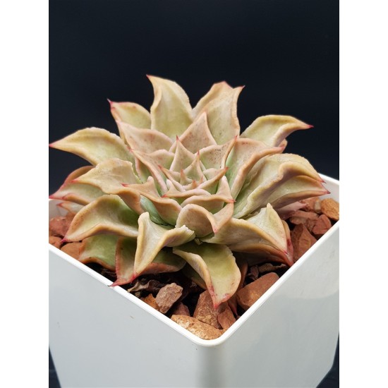 Echeveria " madiba "  ( μοναδικό φυτό -unique )