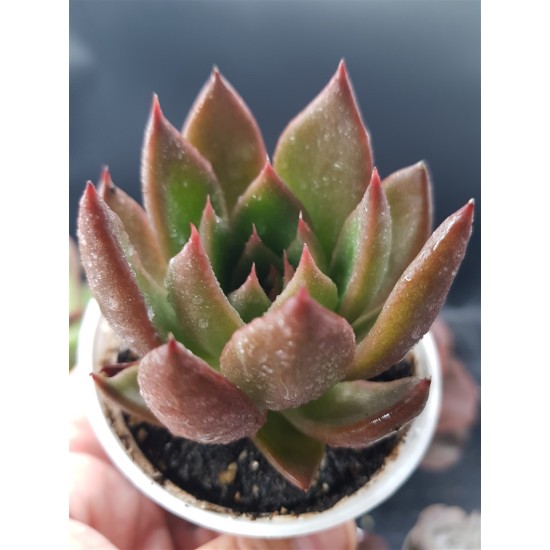 Echeveria " Mars galaxy "