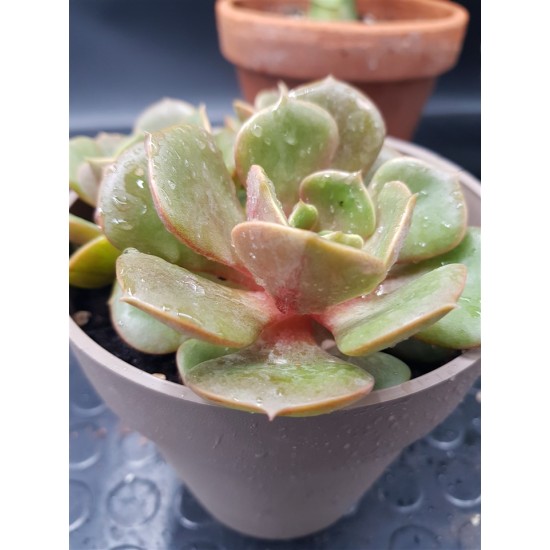 Echeveria "Da hong pao" 8,5