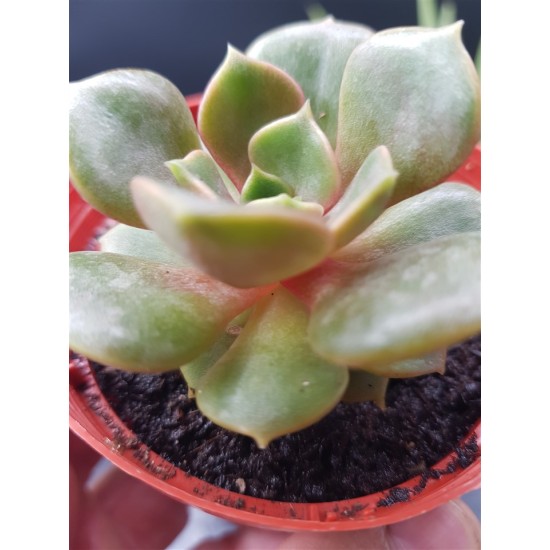 Echeveria "Da hong pao" 8,5