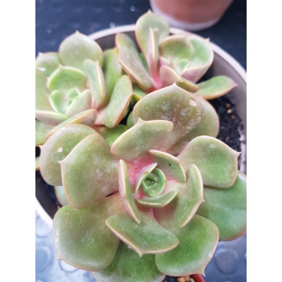 Echeveria "Da hong pao" 8,5