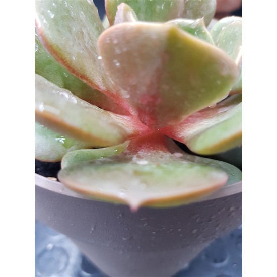 Echeveria "Da hong pao" 8,5