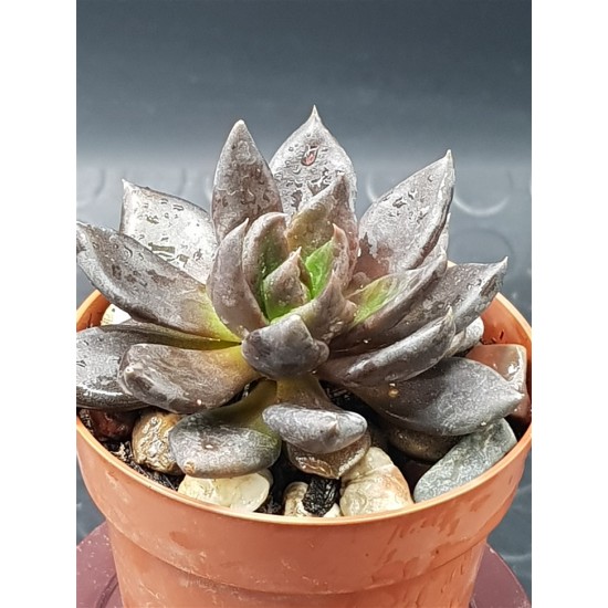 Echeveria ' Black Knight ' 8,5 