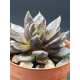 Echeveria ' Black Knight ' 8,5 