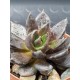 Echeveria ' Black Knight ' 8,5 