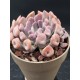 Echeveria " Lillac spoons "  ( μοναδικό φυτό -unique )