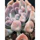 Echeveria " Lillac spoons "  ( μοναδικό φυτό -unique )