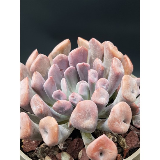 Echeveria " Lillac spoons "  ( μοναδικό φυτό -unique )