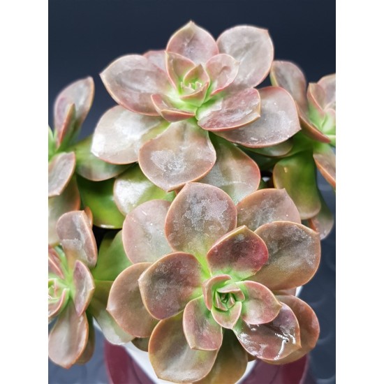 Echeveria " melaco " 10  (unique - μοναδικό φυτό)