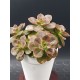 Echeveria " melaco " 10  (unique - μοναδικό φυτό)