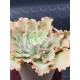 Echeveria " pink frills " 10+