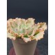 Echeveria " pink frills " 10+