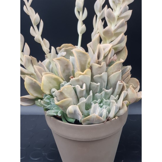  Echeveria runyonii  ( μοναδικό φυτό -unique )