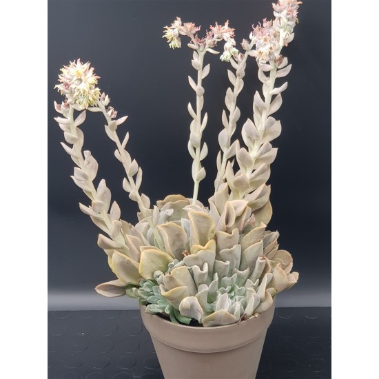  Echeveria runyonii  ( μοναδικό φυτό -unique )