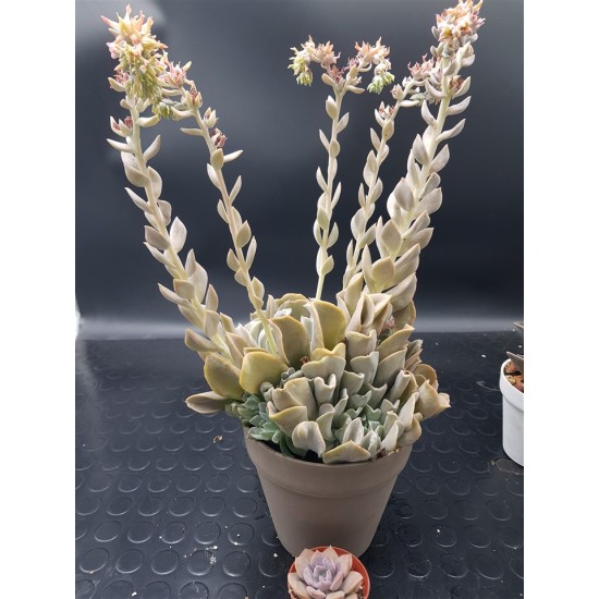  Echeveria runyonii  ( μοναδικό φυτό -unique )