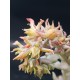  Echeveria runyonii  ( μοναδικό φυτό -unique )