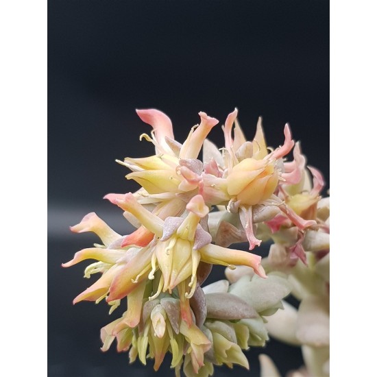  Echeveria runyonii  ( μοναδικό φυτό -unique )