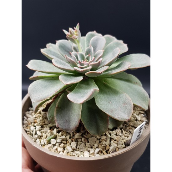 Echeveria fantastic fontane  γλ. 12