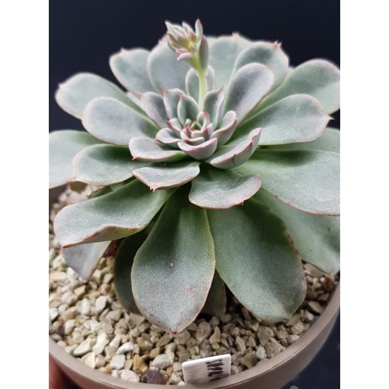 Echeveria fantastic fontane  γλ. 12