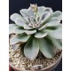 Echeveria fantastic fontane  γλ. 12