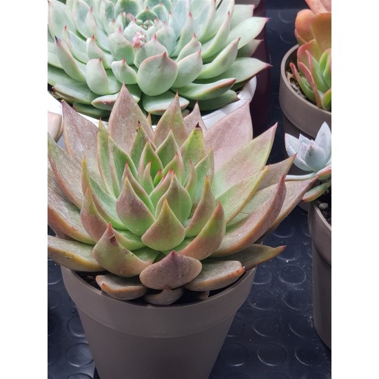 Echeveria Agavoides Antares  12 (  Μοναδικό φυτό  -unique )