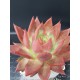 Echeveria Agavoides Antares  12 (  Μοναδικό φυτό  -unique )