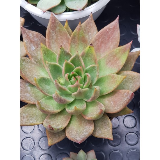 Echeveria Agavoides Antares  12 (  Μοναδικό φυτό  -unique )