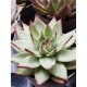 Echeveria Ebony unique ( μοναδικό φυτό ) 12 