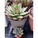 Echeveria Ebony unique ( μοναδικό φυτό ) 12 