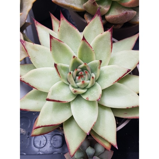 Echeveria Ebony unique ( μοναδικό φυτό ) 12 