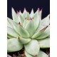 Echeveria Ebony unique ( μοναδικό φυτό ) γλ.12 