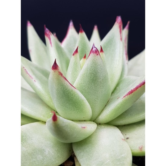 Echeveria Ebony unique ( μοναδικό φυτό ) γλ.12 