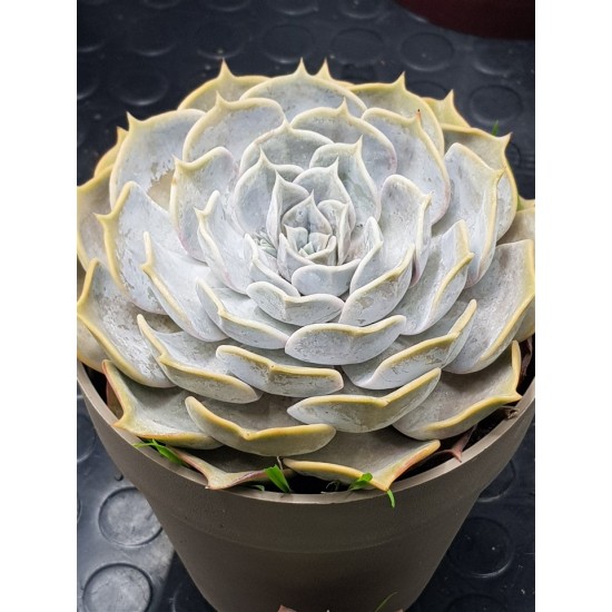 Echeveria lilacina 12 ( μοναδίκο φυτό -unique ) 