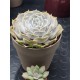 Echeveria lilacina 12 ( μοναδίκο φυτό -unique ) 