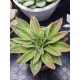 Echeveria "neomexicana "  12 ( μοναδίκο φυτό -unique )