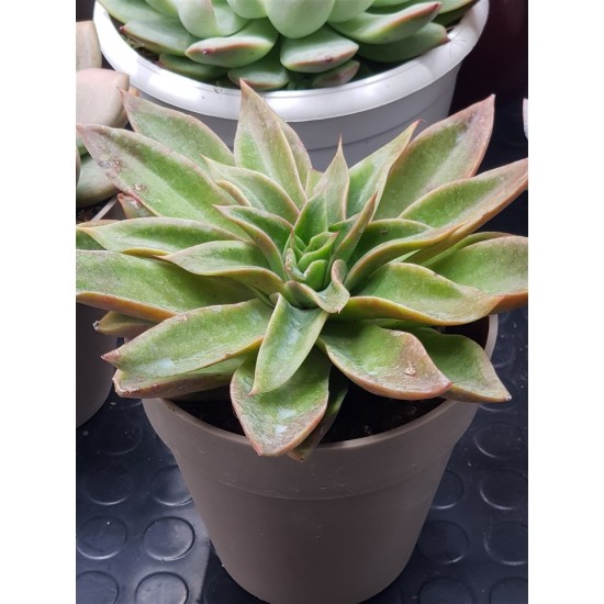 Echeveria "neomexicana "  12 ( μοναδίκο φυτό -unique )