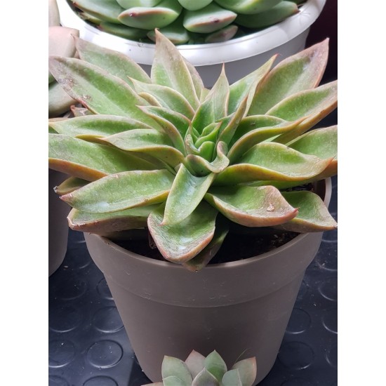 Echeveria "neomexicana "  12 ( μοναδίκο φυτό -unique )