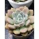 Echeveria opalina unique (μοναδικό φυτό )  γλ.12