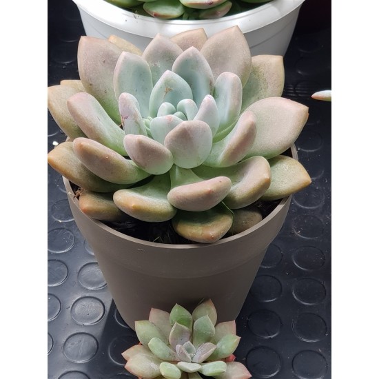 Echeveria opalina unique (μοναδικό φυτό )  γλ.12