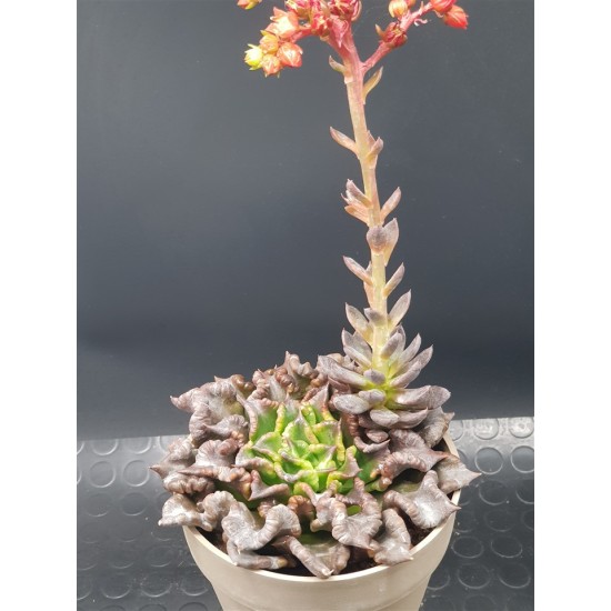 Echeveria 'Super Bowl' 10 (unique - μοναδικό φυτό)