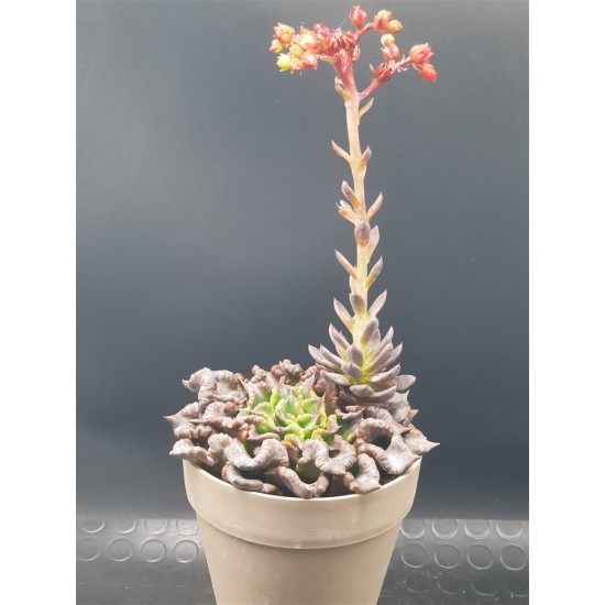 Echeveria 'Super Bowl' 10 (unique - μοναδικό φυτό)