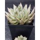 Echeveria tolimanensis 10 ( μοναδίκο φυτό -unique )