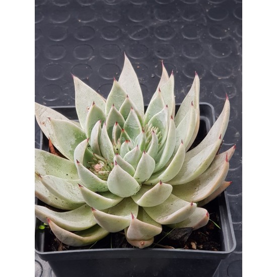 Echeveria tolimanensis 10 ( μοναδίκο φυτό -unique )