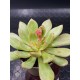 Echeveria " violet queen " 10 ( unique- μοναδικό φυτό )