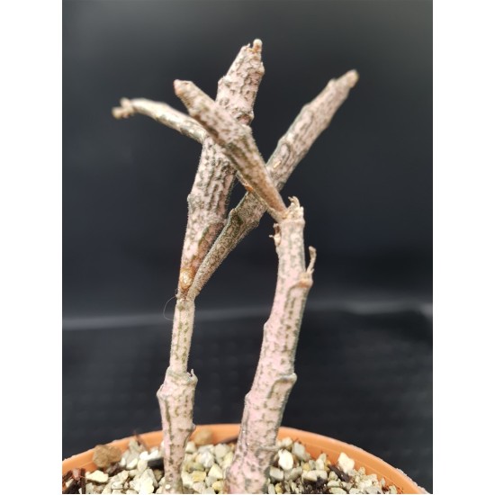 Euphorbia platyclada  γλ.. 8,5