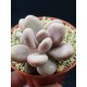 Pachyphytum oviferum   (Ροζ )  " Pink - moonstone '' γλ, 8,5