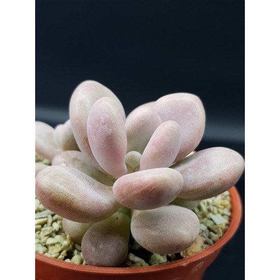 Pachyphytum oviferum   (Ροζ )  " Pink - moonstone '' γλ, 8,5