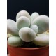 Pachyphytum oviferum White -'' moonstone ''  (ΛΕΥΚΟ )  γλ. 8,5